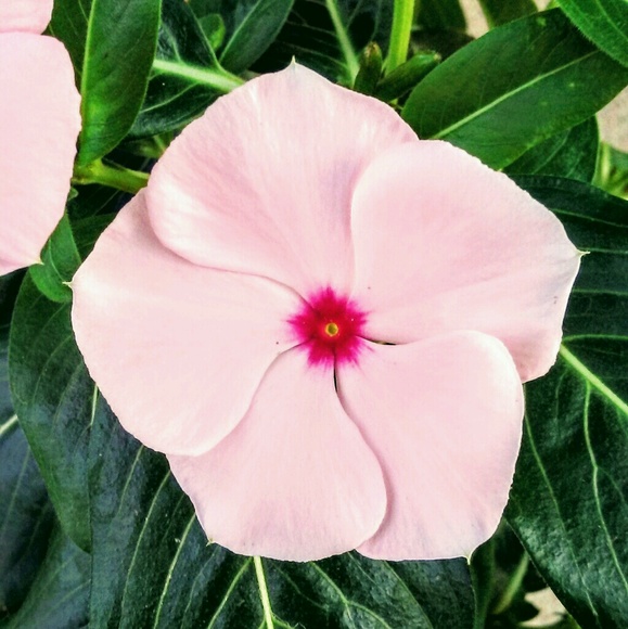 Meet your Posher, Natasha - Picture 1 of 1